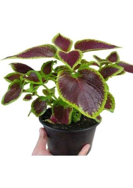 Yaprak Güzeli Kolyos Çiçeği Kahverengi 10-20 cm fiyatları