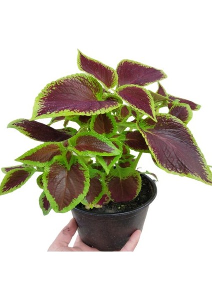 Yaprak Güzeli Kolyos Çiçeği Kahverengi 10-20 cm modelleri