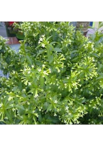 Melisa Fidanı Fidesi 10-20 cm fiyatları