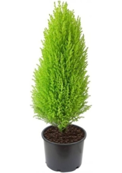 Limon Servi Çamı Fidanı 30-50 cm