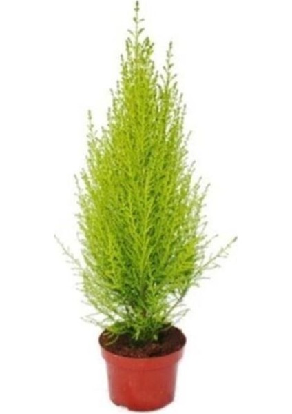 Limon Servi Çamı Fidanı 30-50 cm fiyatları