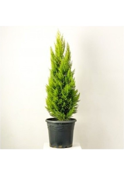 Limon Servi Çamı Fidanı 30-50 cm modelleri