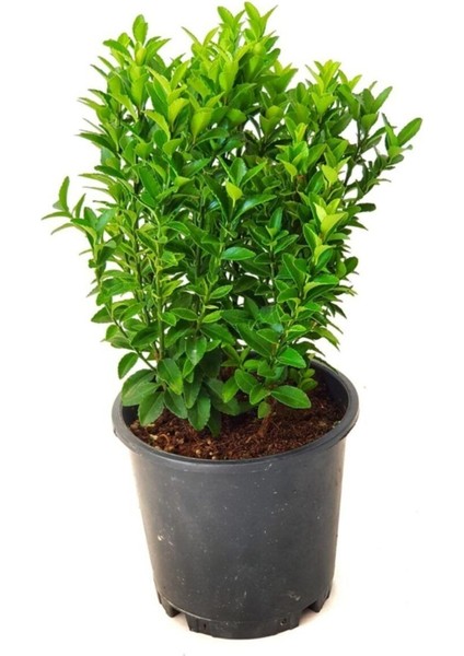Yeşil Taflan Fidanı (Laurocerasus Officinalis) 10-20 cm