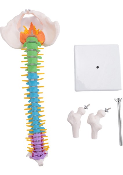 45CM Pelvik Insan Anatomisi Omurga Omurga Kolonu Modeli Öğrenciler Için Öğretim Kaynakları (Yurt Dışından)