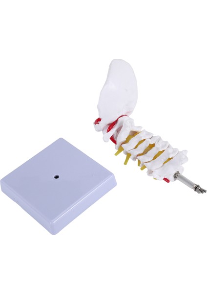 Servikal Vertebra Arteria Omurga Omurga Sinirleri Anatomik Model Bilim Sınıfı Çalışması Için Anatomi Gösterim Öğretim Modeli (Yurt Dışından)