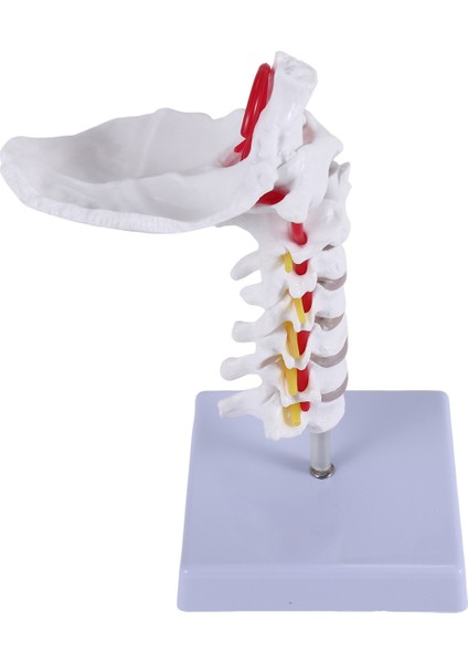Servikal Vertebra Arteria Omurga Omurga Sinirleri Anatomik Model Bilim Sınıfı Çalışması Için Anatomi Gösterim Öğretim Modeli (Yurt Dışından) modelleri