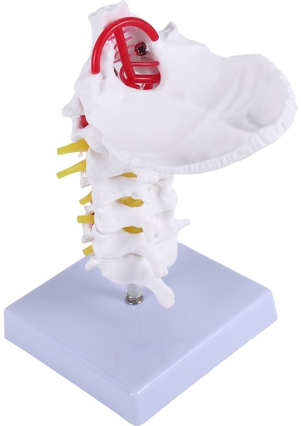 Servikal Vertebra Arteria Omurga Omurga Sinirleri Anatomik Model Bilim Sınıfı Çalışması Için Anatomi Gösterim Öğretim Modeli (Yurt Dışından) indirimleri