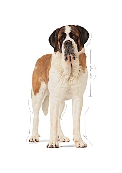 Giant Junior Dev Irk Yavru Köpek Maması 15 Kg