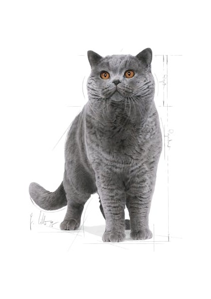 British Shorthair Adult Yetişkin Kedi Maması 10 Kg modelleri