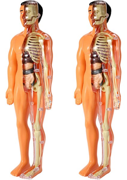 2x 3D Insan Vücudu Anatomisi Modeli Çocuk Plastik Dıy Iskelet Oyuncak Bilim Erken Öğrenme Yardımcıları Eğitici Oyuncaklar (Yurt Dışından)