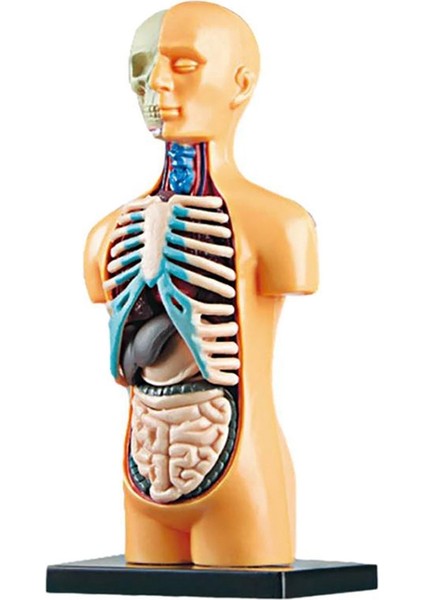 3D Çıkarılabilir Anatomik Insan Torso Vücut Modeli Eğitim Oyuncak Insan Vücudu Yapısı Öğretimi Çocuk Çocuk Öğrenci Için (Yurt Dışından)