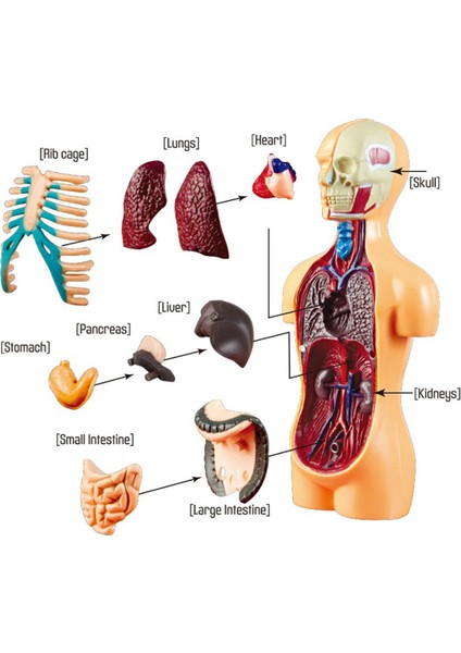 3D Çıkarılabilir Anatomik Insan Torso Vücut Modeli Eğitim Oyuncak Insan Vücudu Yapısı Öğretimi Çocuk Çocuk Öğrenci Için (Yurt Dışından)