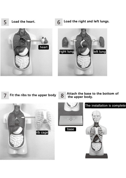 3D Çıkarılabilir Anatomik Insan Torso Vücut Modeli Eğitim Oyuncak Insan Vücudu Yapısı Öğretimi Çocuk Çocuk Öğrenci Için (Yurt Dışından)