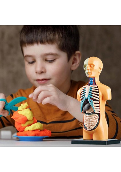 3D Çıkarılabilir Anatomik Insan Torso Vücut Modeli Eğitim Oyuncak Insan Vücudu Yapısı Öğretimi Çocuk Çocuk Öğrenci Için (Yurt Dışından)