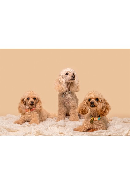 Luna Mavi Noktalı Köpek Boyun Tasması