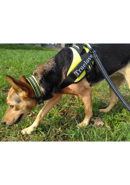 Yumuşak Süngerli Mesh Mor Köpek Boyun Tasması