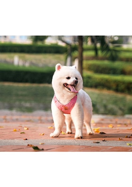 Bio-Based Pembe Köpek Tasma Seti