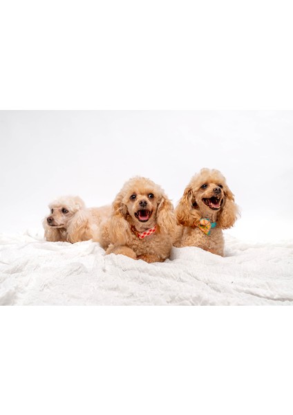 Yeşil Köpek Gezdirme Tasması
