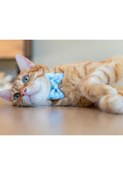 Amor Mor Papyonlu Kedi Boyun Tasması