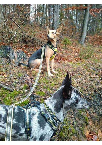 Neon Sarı Yumuşak Süngerli Köpek Tasma Kayışı