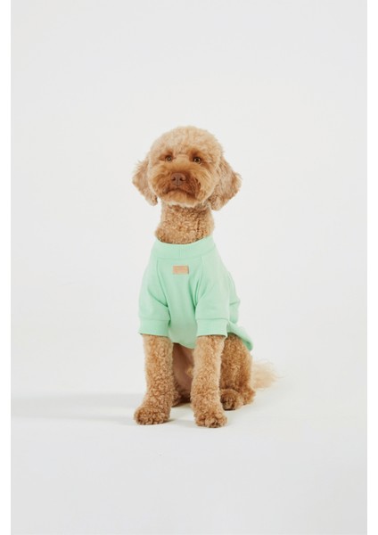 Mint Rengi Köpek T-Shirt indirimleri