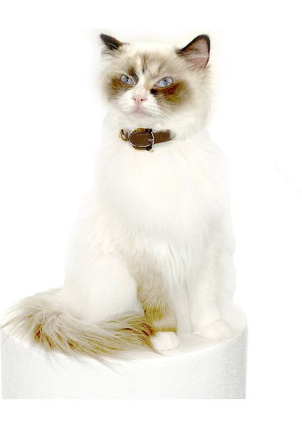 Lilo Kahverengi Kedi Tasma