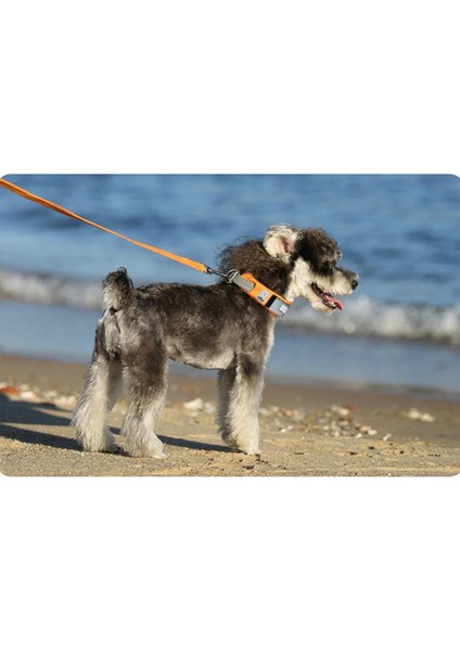 Cordura Kumaşlı Mesh Turuncu Köpek Boyun Tasması