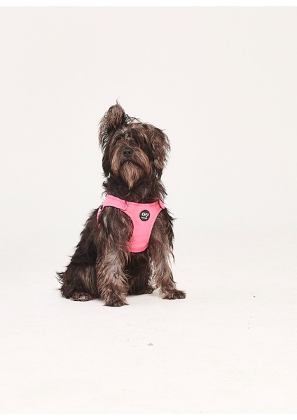 Bonbon Pembe Köpek Göğüs Tasması