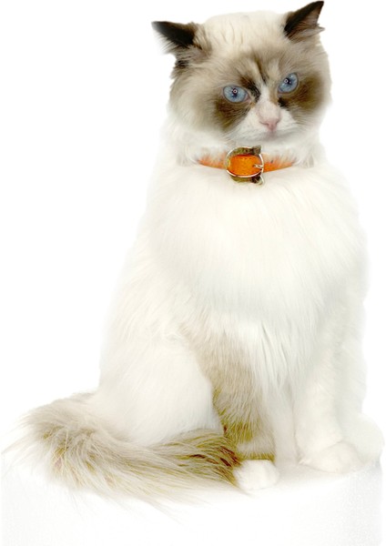Lilo Turuncu Kedi Tasma