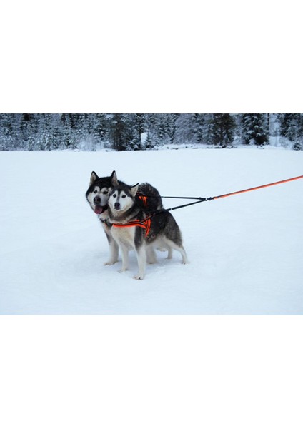 Neon Sarı Naylon Dokuma Çift Başlıklı Ayarlanabilir Köpek Tasma Kayışı