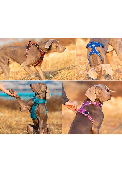 Alüminyum D-Halkalı Lacivert Köpek Göğüs Tasması fırsatları