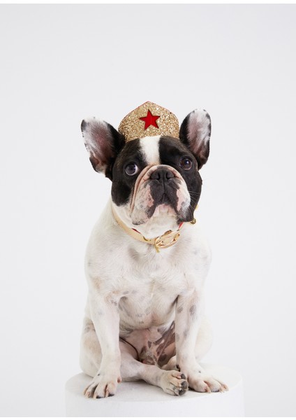 Simli Altın Renkli Kırmızı Yıldızlı Köpek Tacı