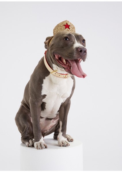 Simli Altın Renkli Kırmızı Yıldızlı Köpek Tacı