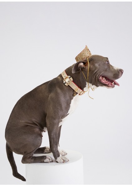 Simli Altın Renkli Kırmızı Yıldızlı Köpek Tacı