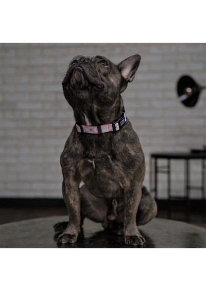 Ispet Pinky Pembe Köpek Boyun Tasması