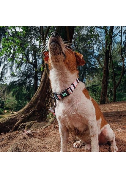 Ispet Pinky Pembe Köpek Boyun Tasması