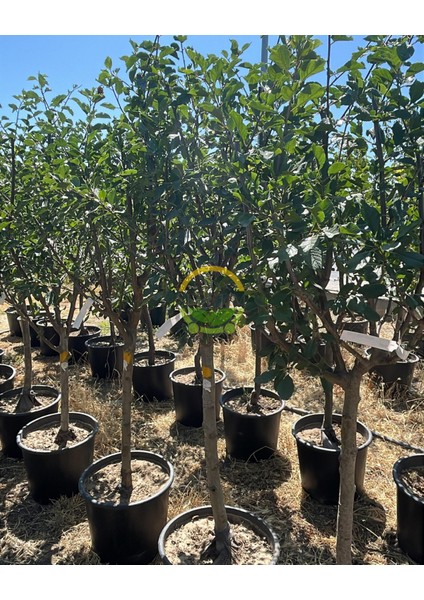 6 Yaş Aşılı Mürdüm Erik Fidanı fiyatları