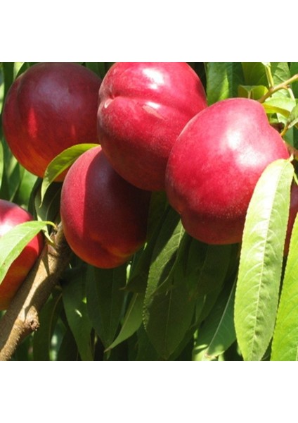 6 Yaş Aşılı Venüs Nektarin Fidanı