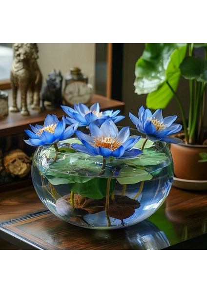 10 Adet Mavi Kase Lotus Çiçeği Tohumu Lotus Çiçeği Tohumu