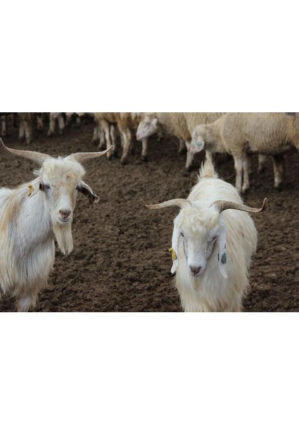 Keçi, Koyun Gübresi Karışımı 1 kg Yanmış Tamamen Doğal. modelleri