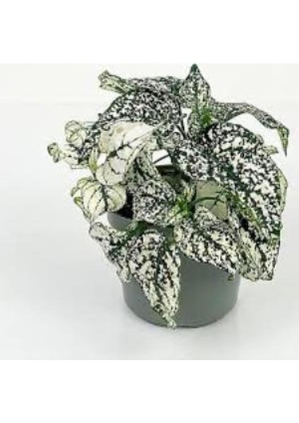 Freckled Leaf Beauty Flower Çilli Yaprak Güzeli Çiçeği 3 Adet