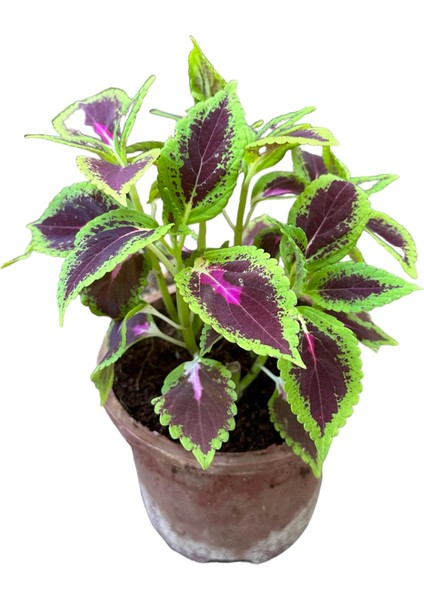 Yeşil Yapraklı Yaprak Güzeli Çiçeği 1 Adet 10-20 cm modelleri