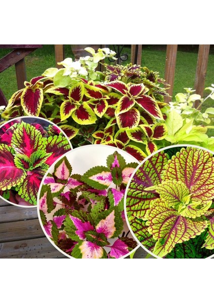 Yeşil Yapraklı Yaprak Güzeli Çiçeği 1 Adet 10-20 cm fırsatları