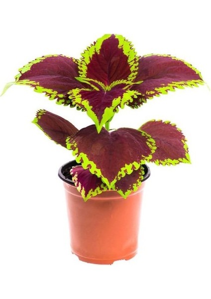 Sihirbaz Yaprak Güzeli Çiçeği 1 Adet Saksılı (Kolyos-Kolyoz) fiyatları