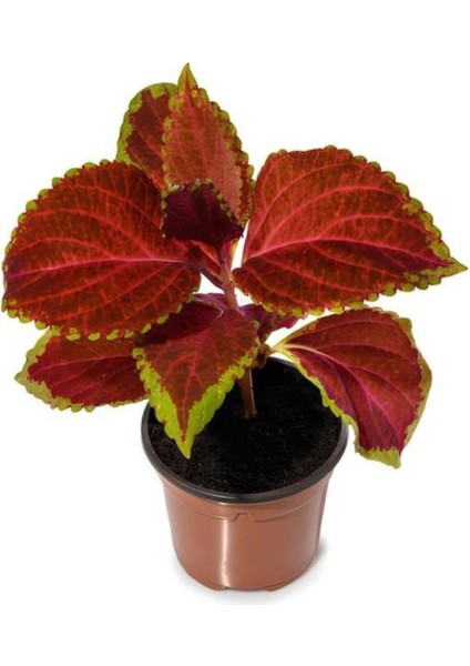 Koyu Kahverengi Yaprak Güzeli Çiçeği 1 Adet Saksılı Kolyos 10-20 cm