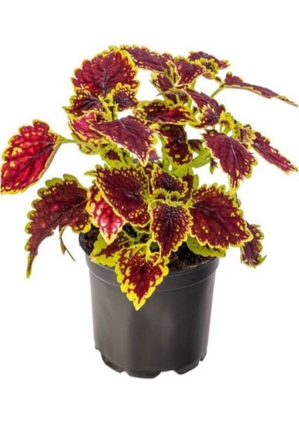 Kolyos Yaprak Güzeli Çiçeği Balkon Çiçeği 1 Adet Saksılı 10-20 cm