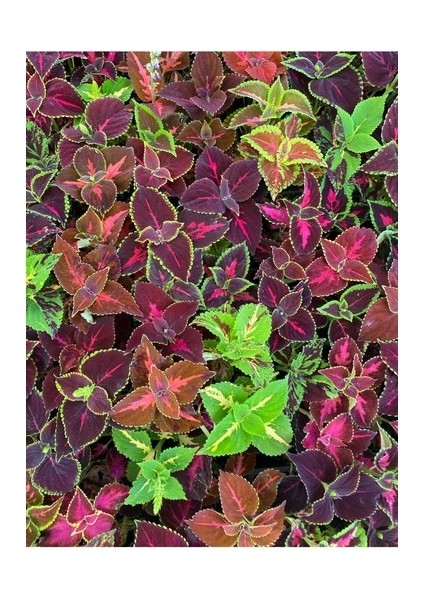 Kolyos Yaprak Güzeli Çiçeği Balkon Çiçeği 1 Adet Saksılı 10-20 cm modelleri