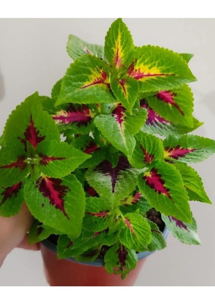 Yaprak Güzeli Fidanı Özel Renk 10-20 cm