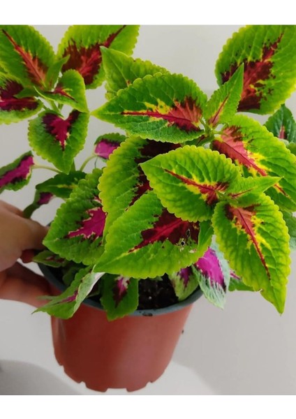 Yaprak Güzeli Fidanı Özel Renk 10-20 cm fiyatları