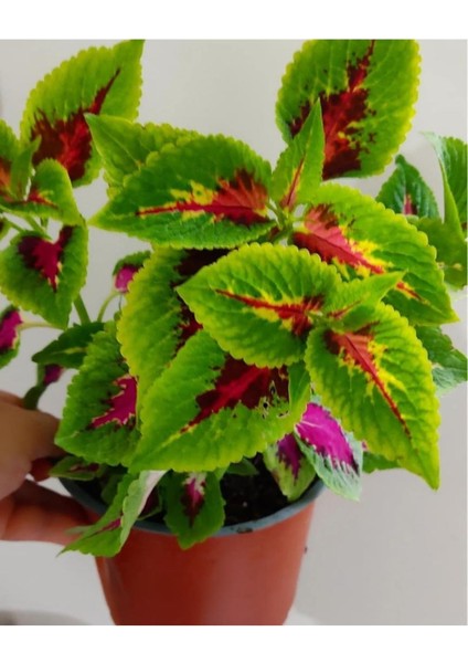 Yaprak Güzeli Fidanı Özel Renk 10-20 cm modelleri